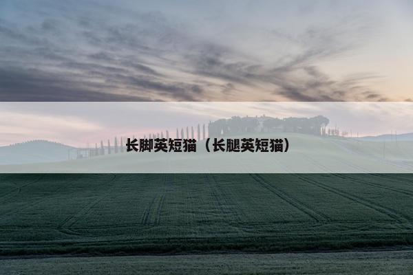 长脚英短猫（长腿英短猫）