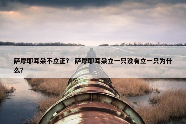 萨摩耶耳朵不立正？ 萨摩耶耳朵立一只没有立一只为什么？