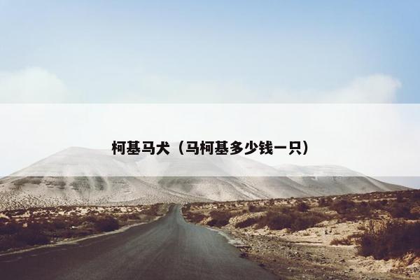 柯基马犬（马柯基多少钱一只）