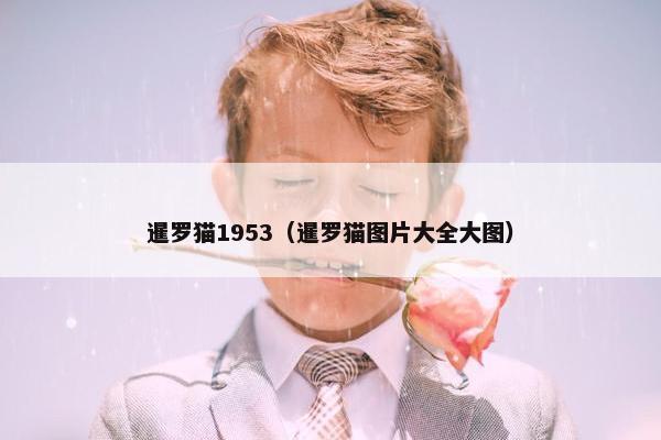 暹罗猫1953（暹罗猫图片大全大图）