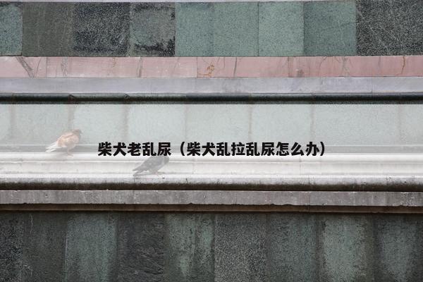 柴犬老乱尿（柴犬乱拉乱尿怎么办）