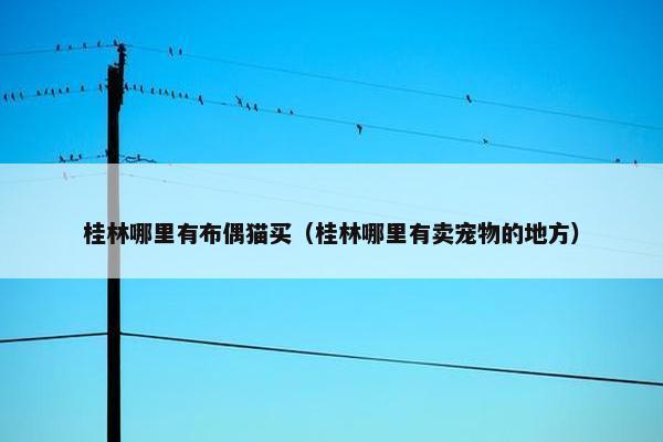 桂林哪里有布偶猫买（桂林哪里有卖宠物的地方）