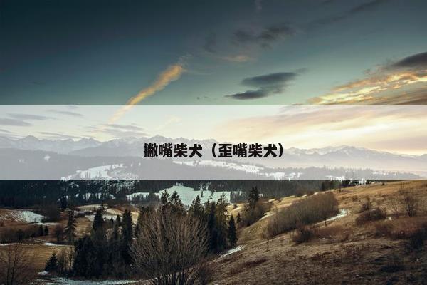 撇嘴柴犬（歪嘴柴犬）