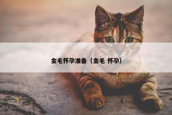 金毛怀孕准备（金毛 怀孕）