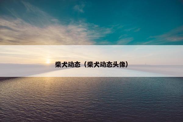 柴犬动态（柴犬动态头像）