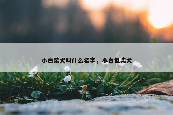 小白柴犬叫什么名字，小白色柴犬