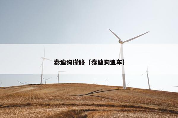 泰迪狗撵路（泰迪狗追车）